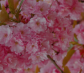 规模较大的语言学校